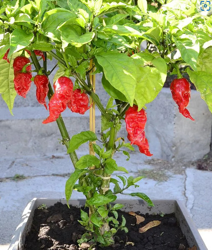 알트태그-캐롤라이나 리퍼