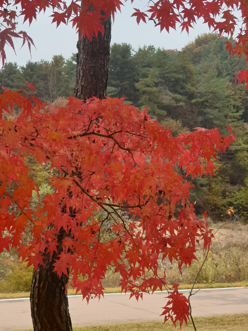 영릉 안에 단풍 나무. 빨갛게 물든 단풍이 너무 아름답다.