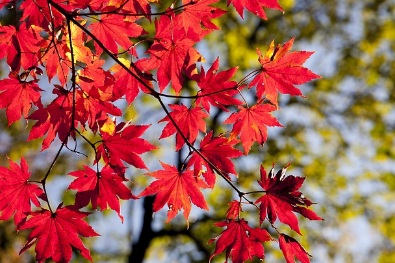 경기도 단풍 명소 곤지암 화담숲 