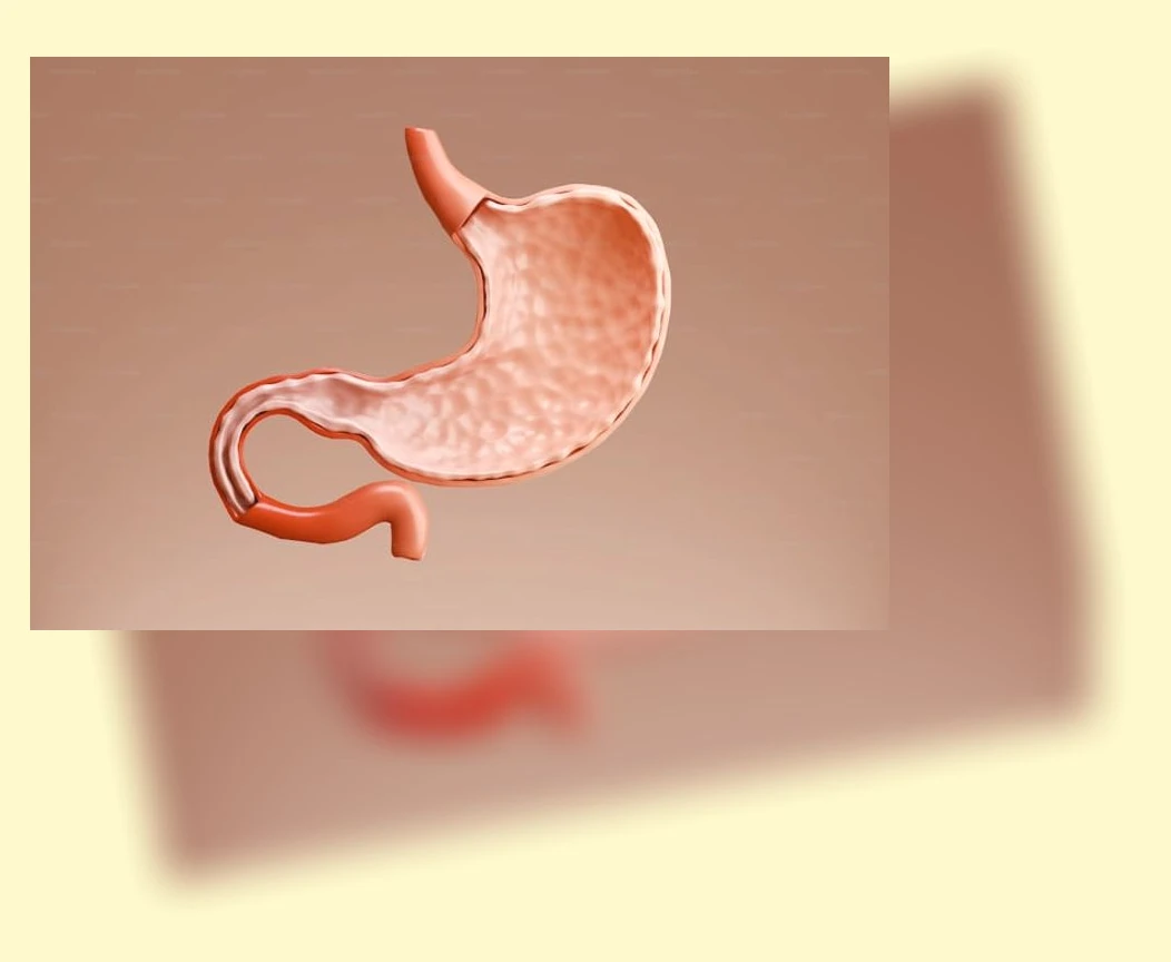 소화기 건강_1_subsection