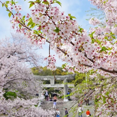 후쿠오카 니시공원의 벚꽃2