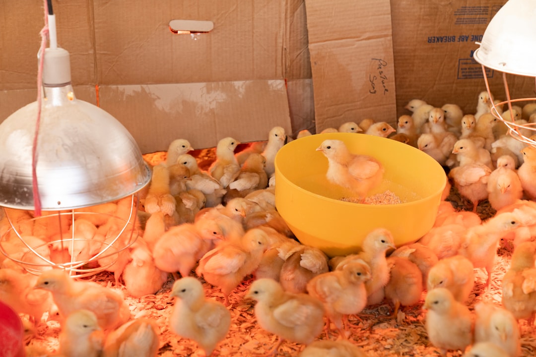 Chicken