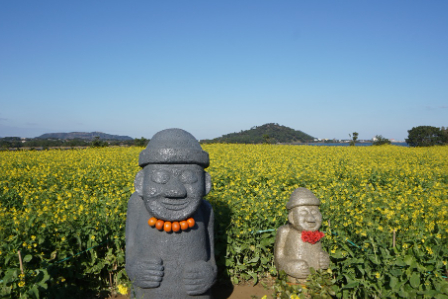 제주도 1월 가볼만한곳: 동백꽃 & 유채꽃 만개 명소 BEST 4 (시기/코스 추천)