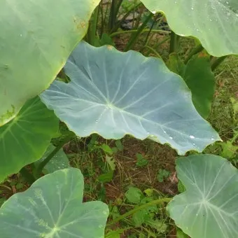 토란 심는시기 재배법 파종시기_13