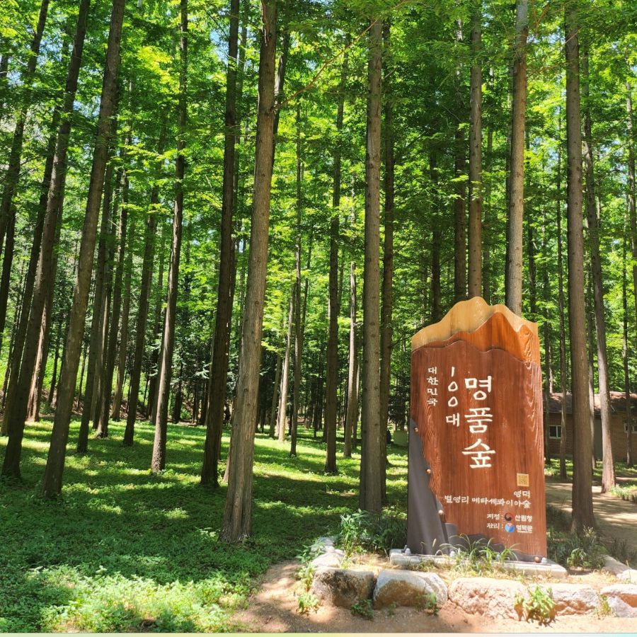 벌영리 메타세콰이어 숲