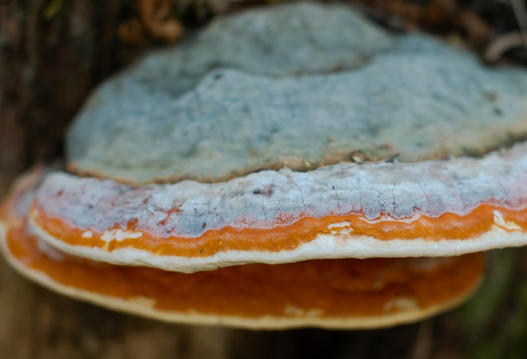 차가버섯 환 효능