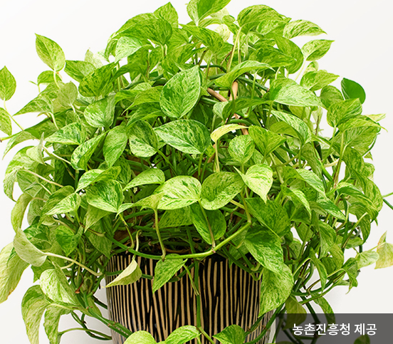 공기정화식물-스킨답서스