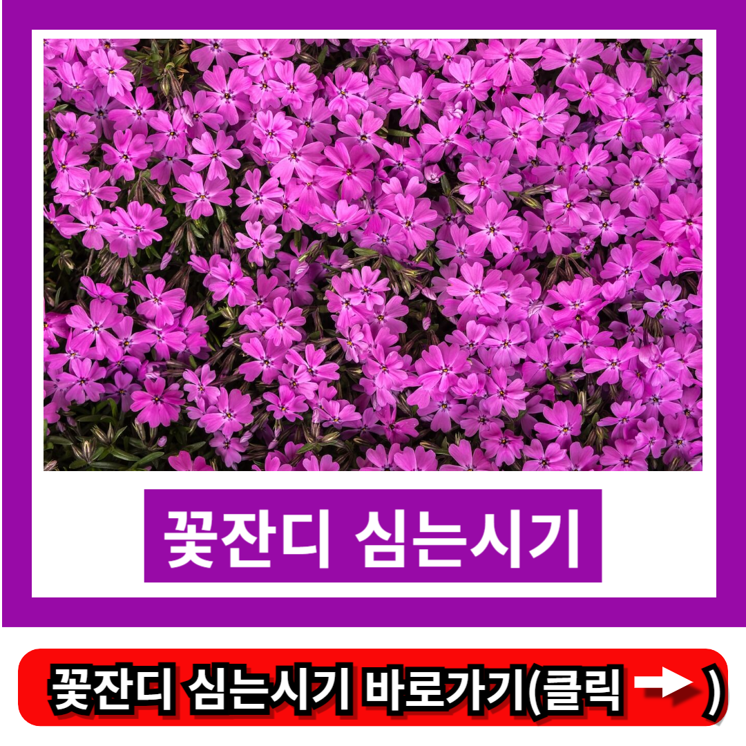 꽃잔디 심는시기