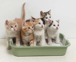 많은 아기 고양이와 화장실.