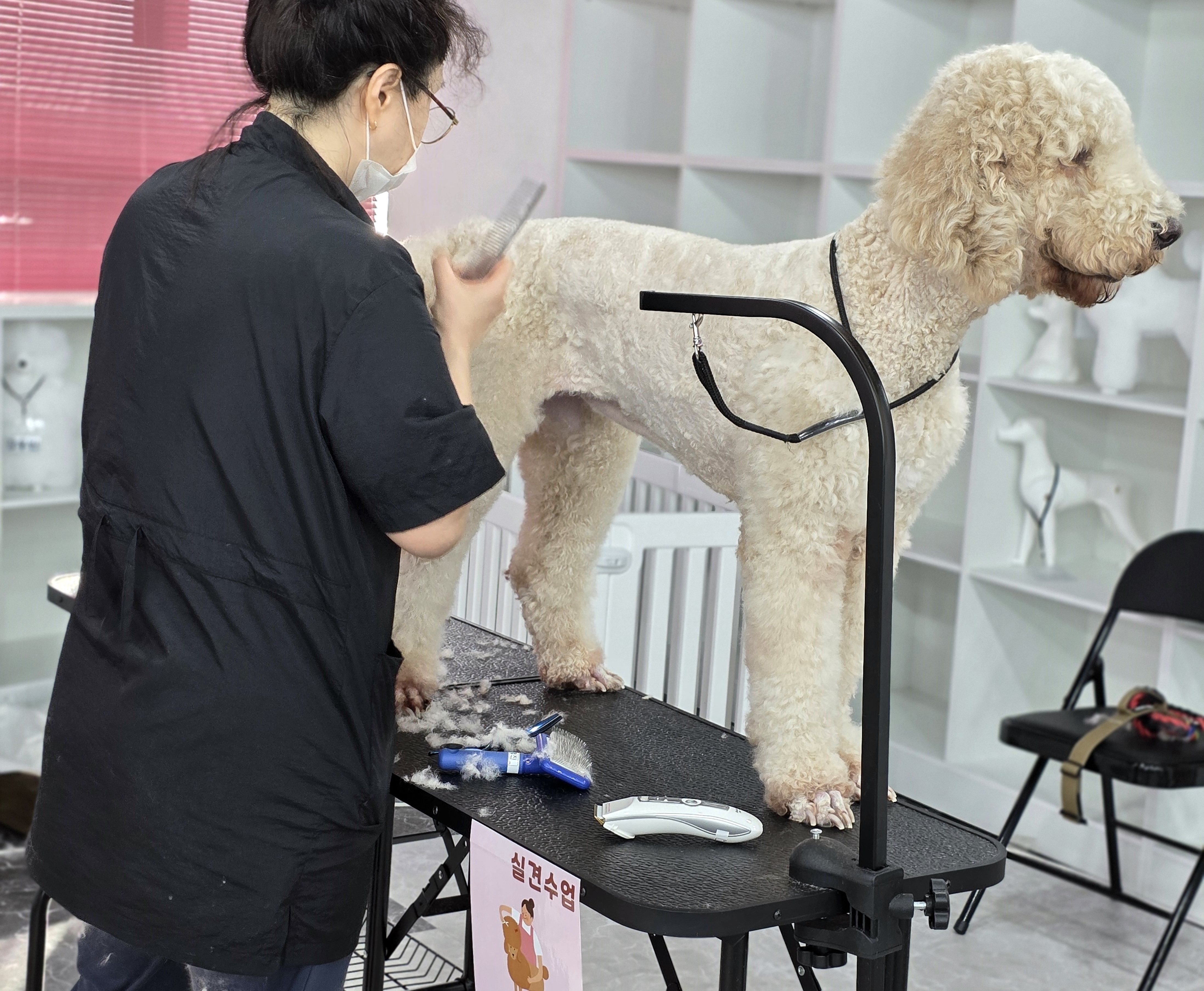 수완지구애견미용학원국비