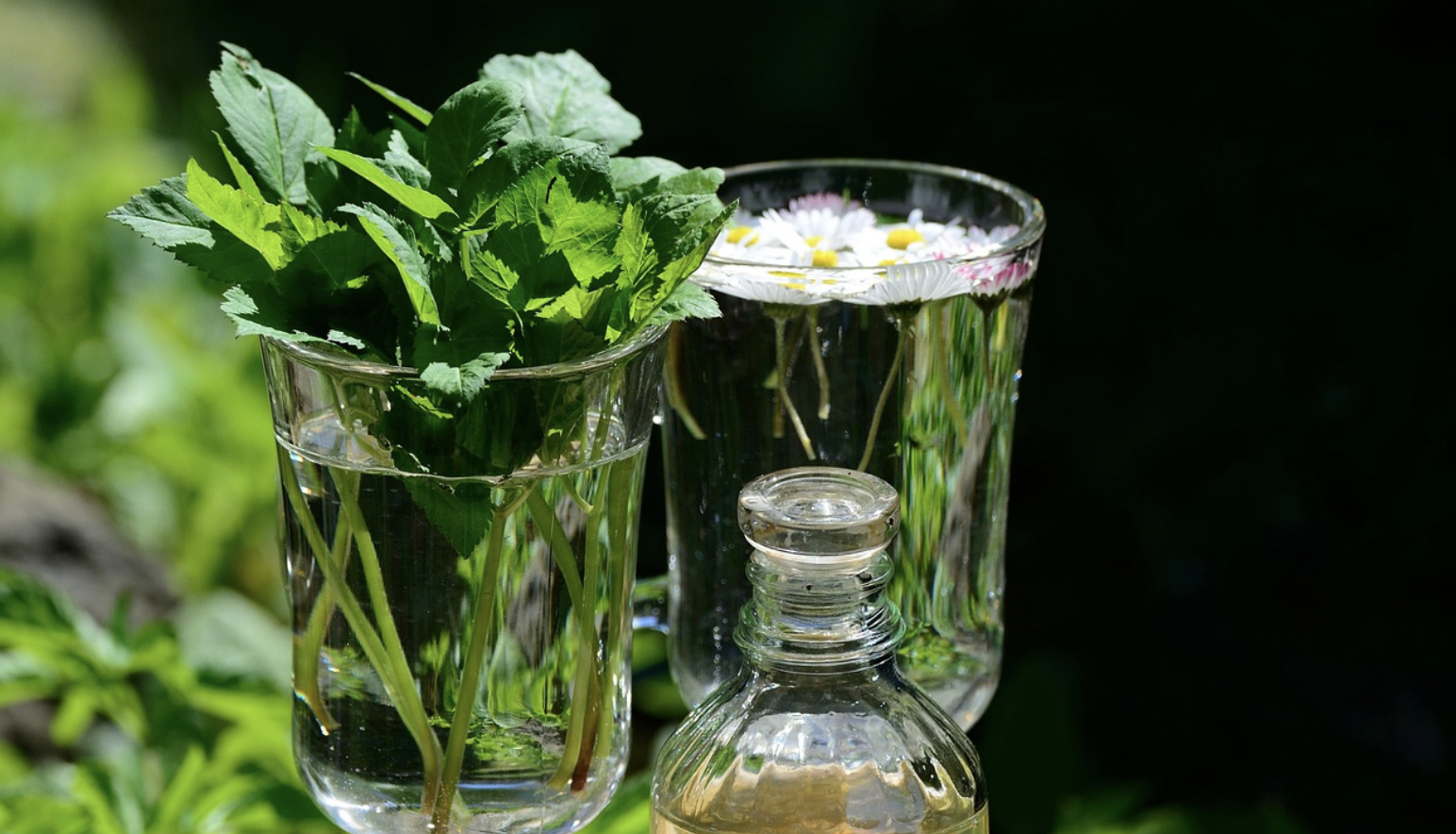 약초의 역사 속에 숨어 있는 현대 의학의 뿌리