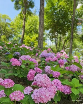 대구 가볼만한곳 베스트10 근대골목 수성못 노포맛집 여유 코스_23