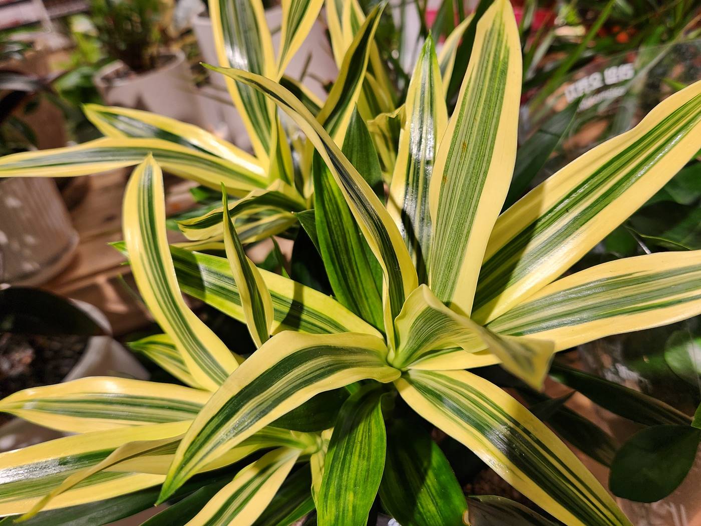 드라세나 송오브스리랑카