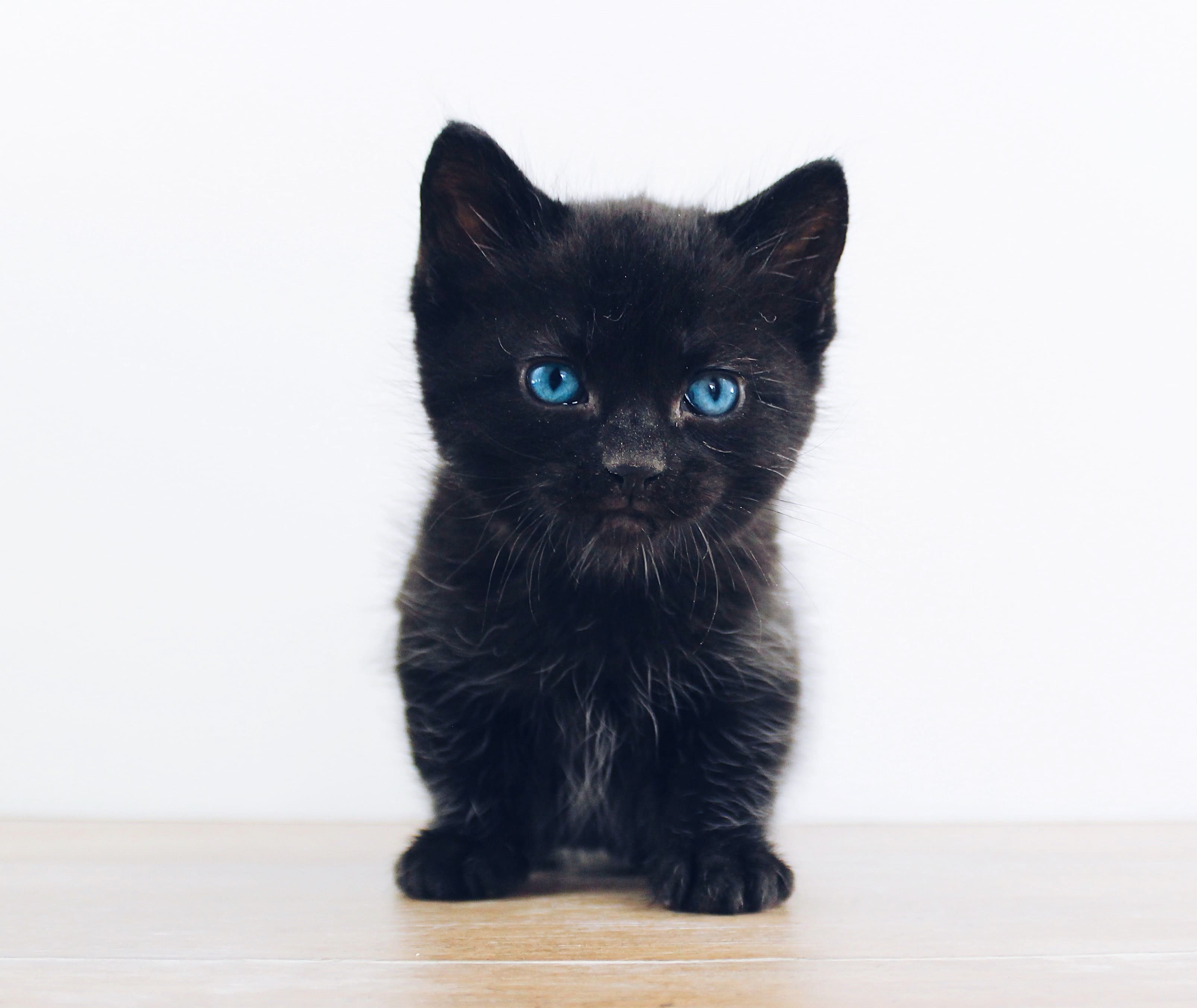 새끼 고양이 사료 추천