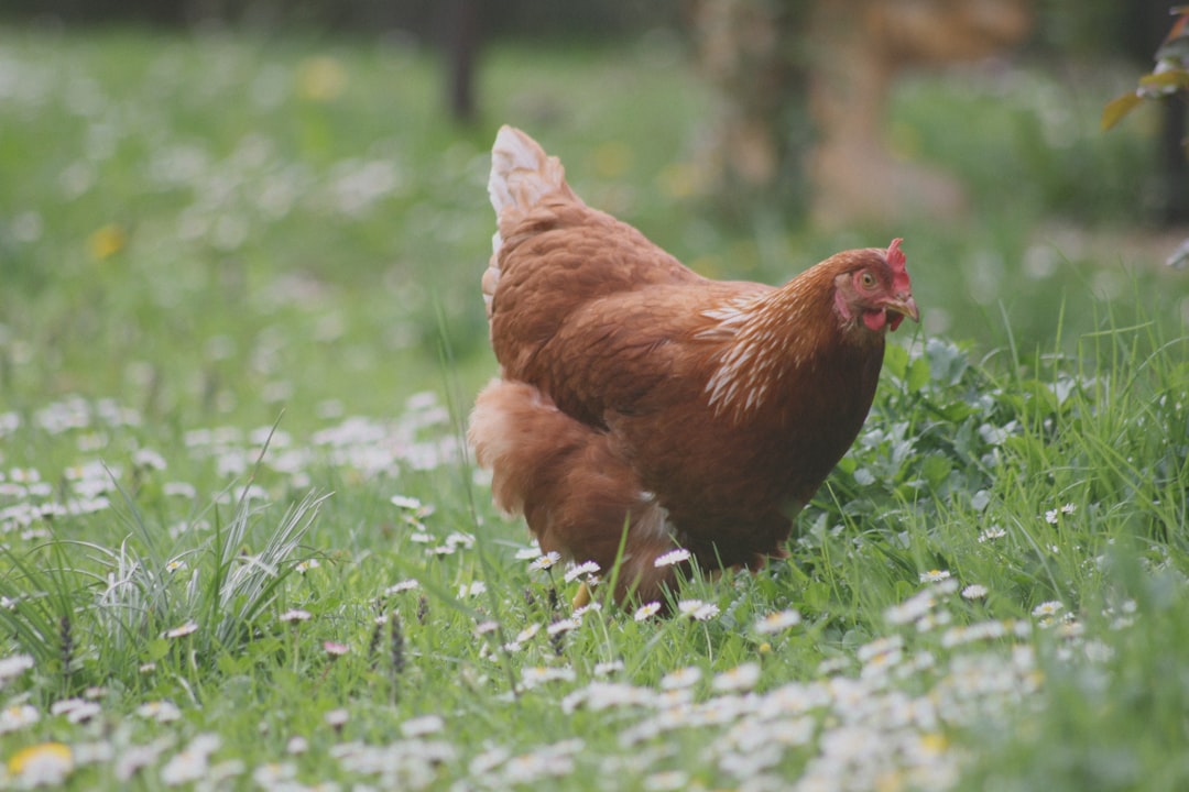 Chicken