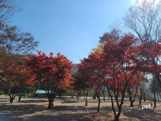 경기-연천-보물나라캠프-예약-방법-애견-동반-가격-주소-시간-후기