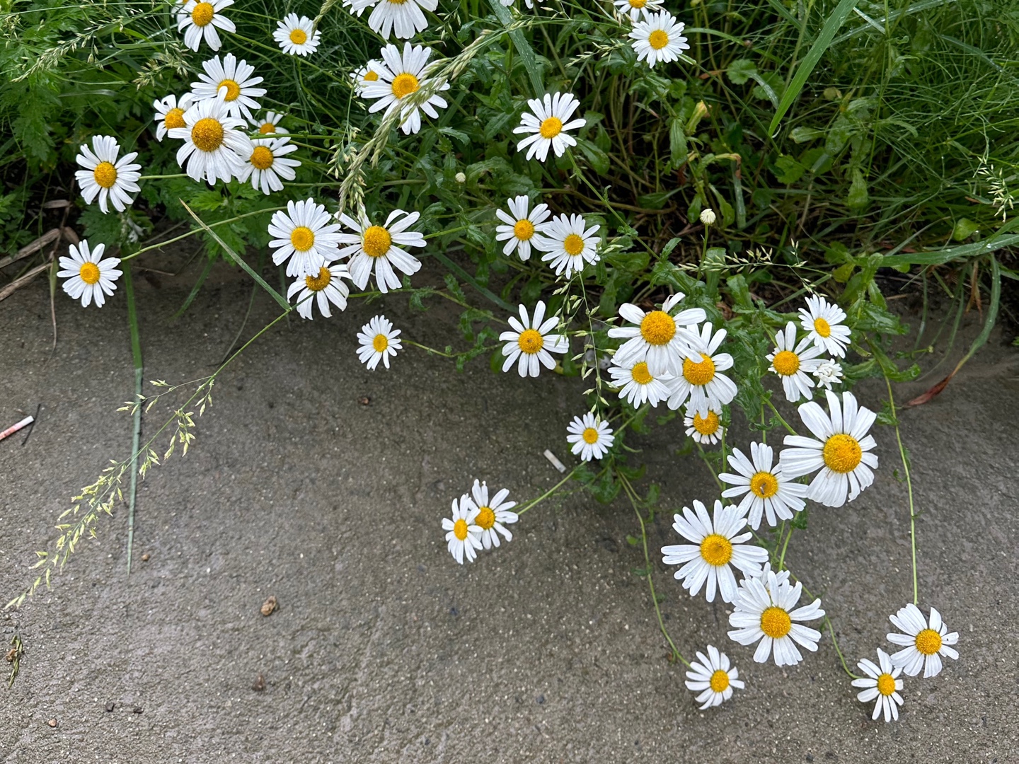 담양죽화경