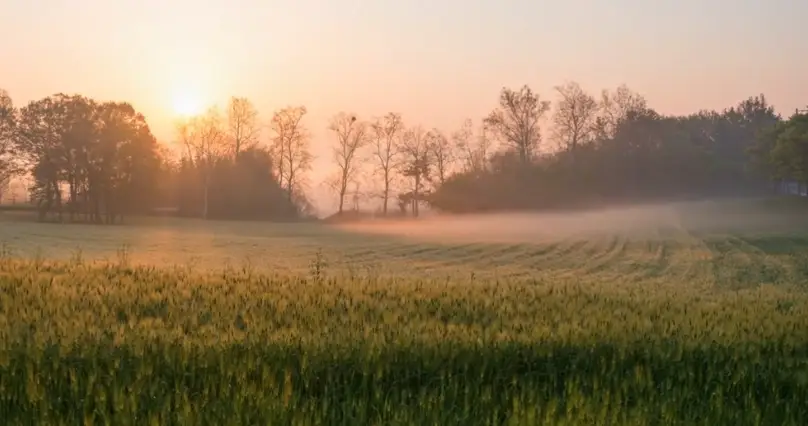 고창 청보리밭축제 주차장, 입장료, 프로그램
