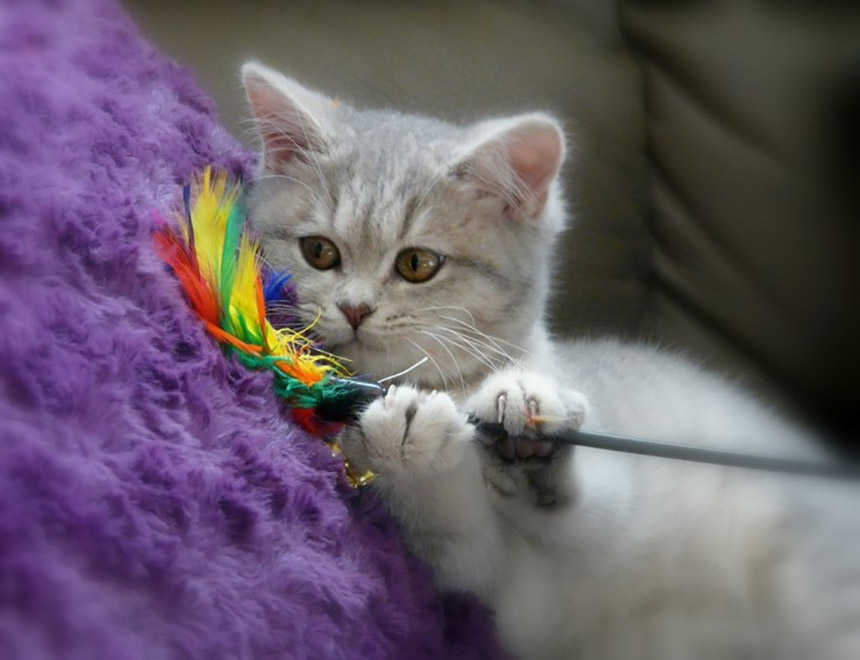 브리티쉬-숏헤어-고양이