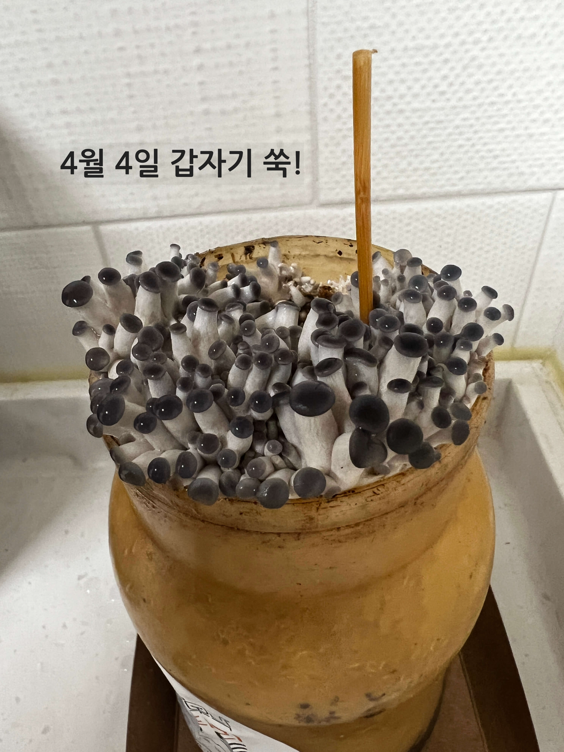 4월 4일 느타리버섯