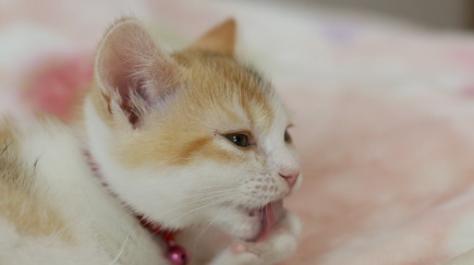 손을 핥는 고양이.