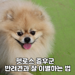 Coping with pet loss