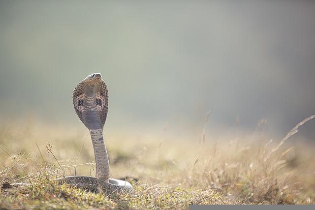 뱀 꿈 해몽, 뱀 꿈 총정리