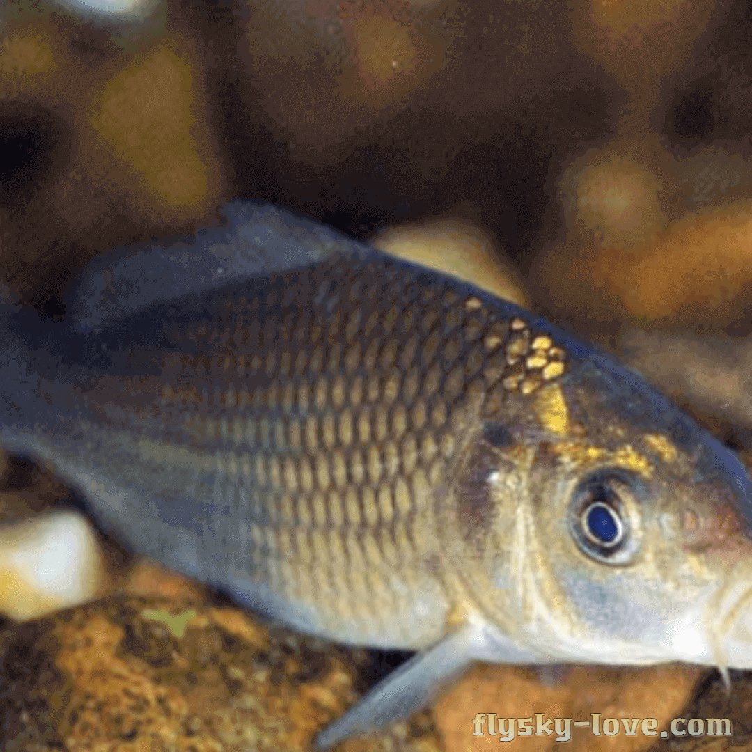 원기회복에 좋은 잉어