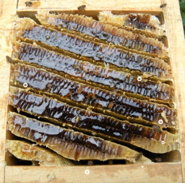 한국기행-토종꿀-강원도-이건영