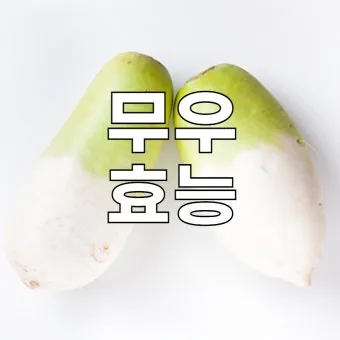 무우 효능 부작용 섭취 방법_4