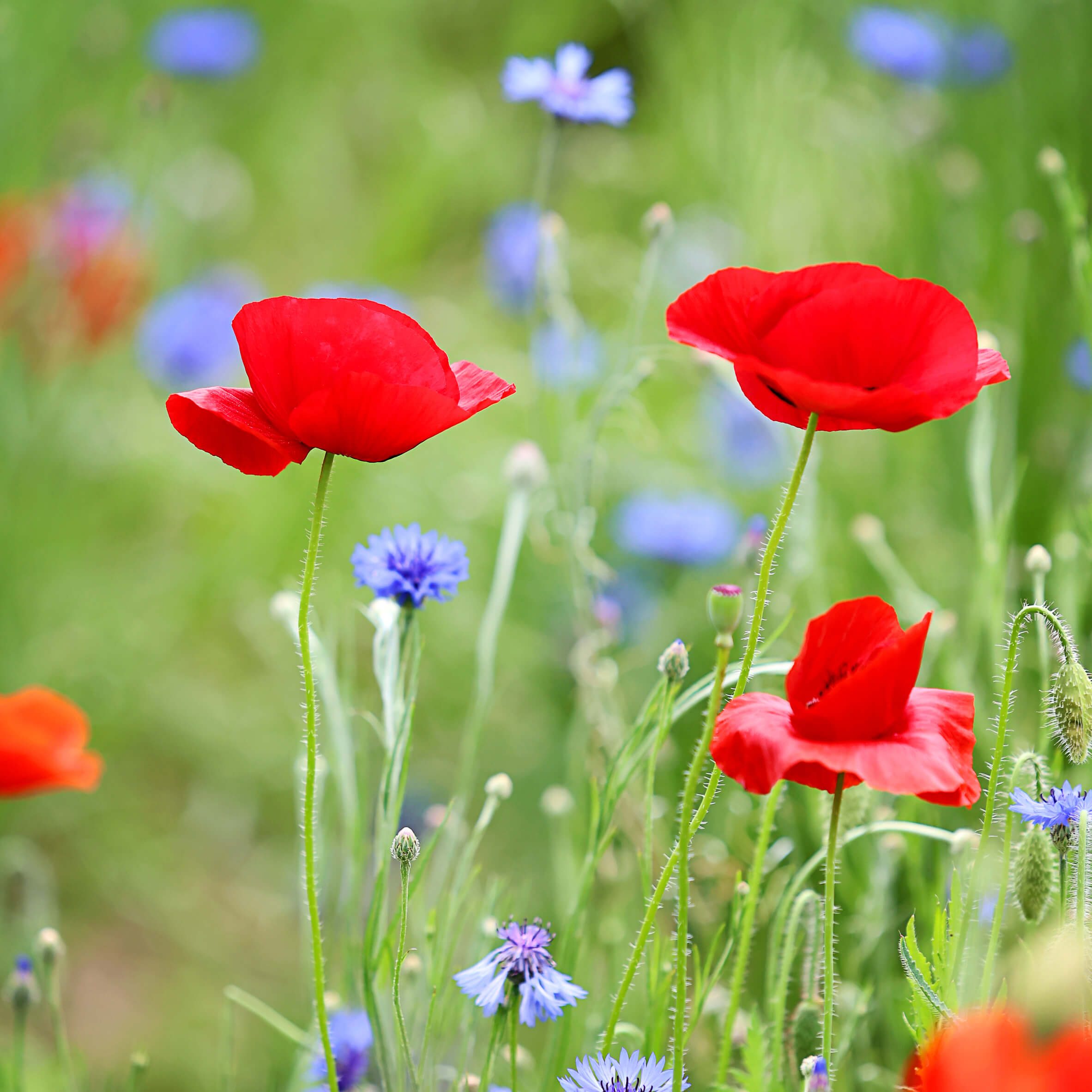 원주 용수골꽃양귀비축제