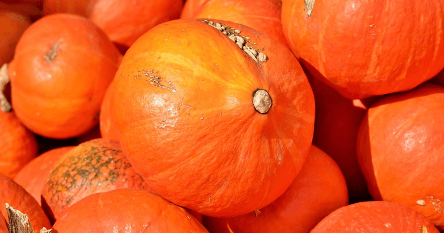 늙은호박 사진 - 15