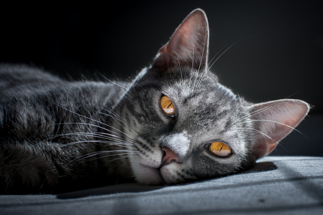 Cat litter