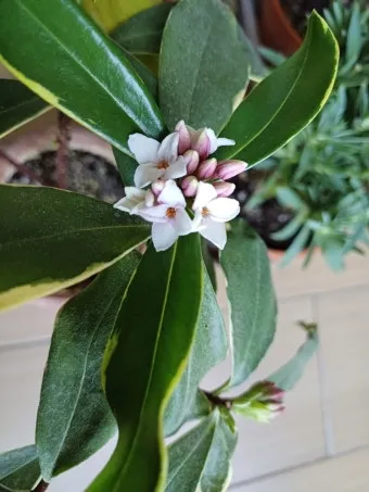 천리향 키우기와 향을 오래 유지하는 방법_21