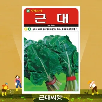 근대 재배 잎 따기 간격 유지 연속 수확_9