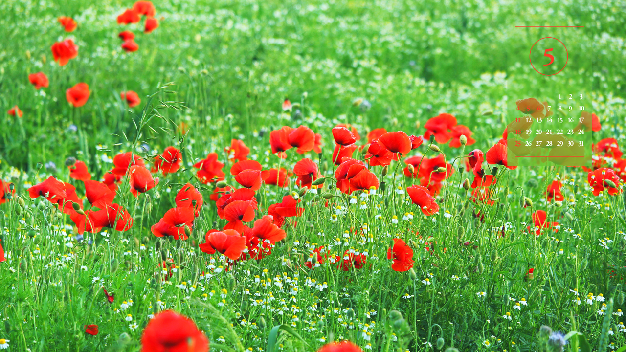 09 꽃양귀비 여러송이 A - 2025년5월 노트북배경화면