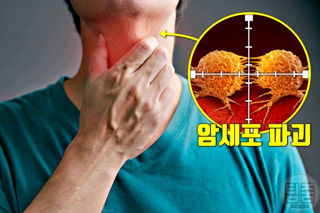 송이버섯 효능 항암