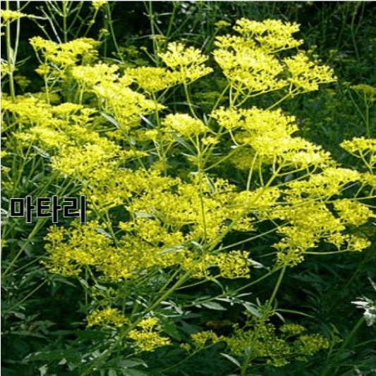 마타리의 영양소 및 효능, 채취방법, 요리 레시피