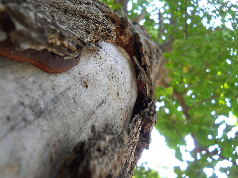 홍제동 고은산 단말마(斷末摩)