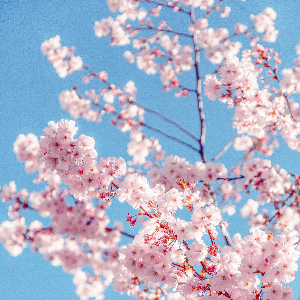 2025 대한민국 벚꽃 개화 시기 총정리! 지역별 명소 & 축제 일정