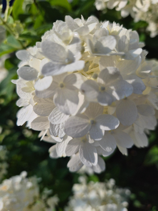 목수국 꽃 한송이