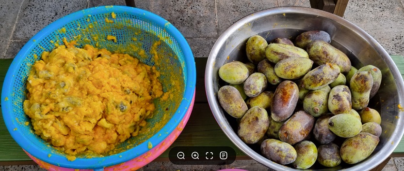 포포열매-논산-포포나무열매-더좋은농원