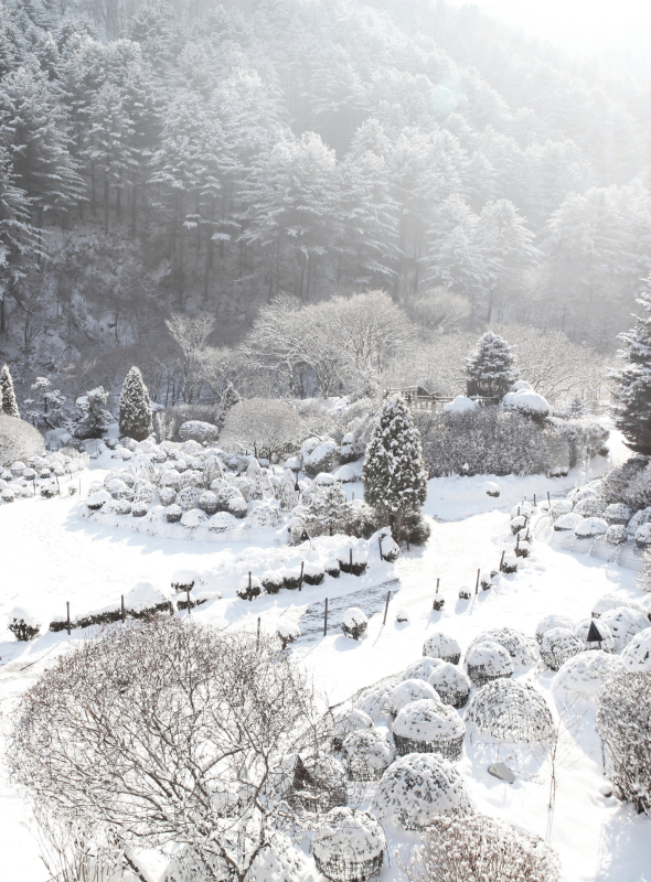 아침고요수목원 겨울