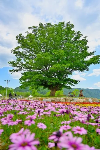 화천 가볼만한곳 베스트10 현지인 추천 필수코스_16