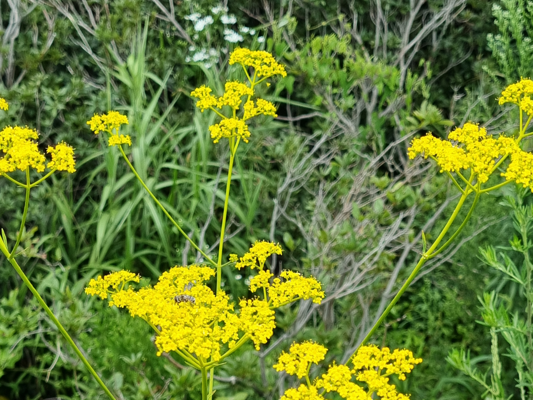 여름 들꽃 마타리의 개요, 효능과 주의사항, 꽃말과 의미