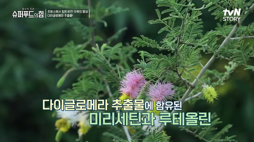 미리세틴&#44; 루테올린