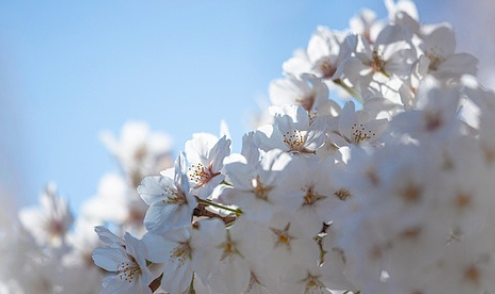 벚꽃 개화시기 2025