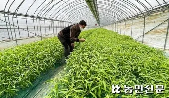 공심채 재배 여름 재배 물 충분 배수 필수_3