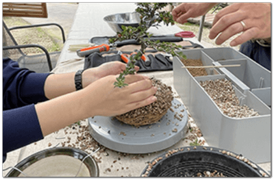 테마가 있는 숲(분재)