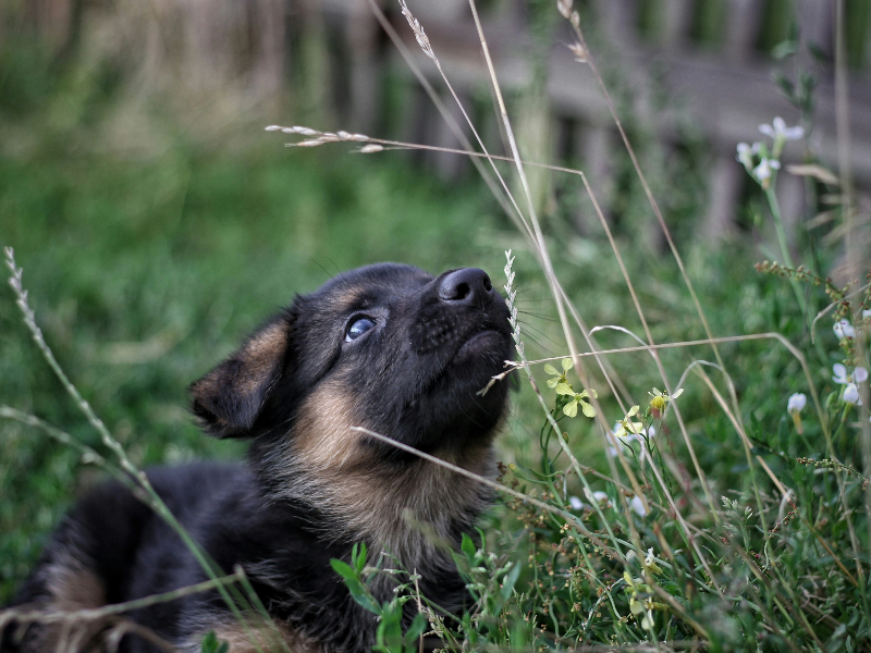 풀밭위의 강아지